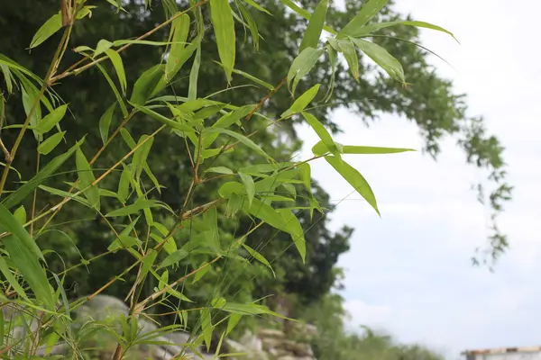 Yakın plan yeşil bambu yaprakları ve ince saplı bulanık, doğal arka plan