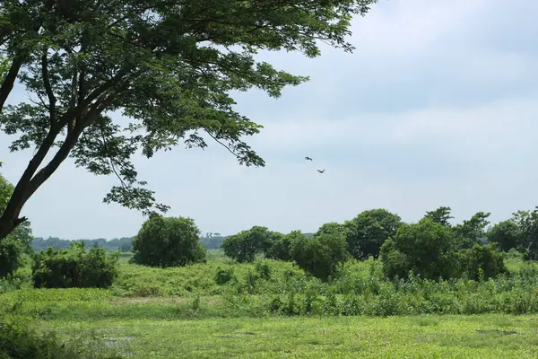 Parlak bir gökyüzü altında yemyeşil bir manzara, yoğun yapraklar ve manzarayı çerçeveleyen büyük ağaçlar. Açık gökyüzünde süzülen iki kuş