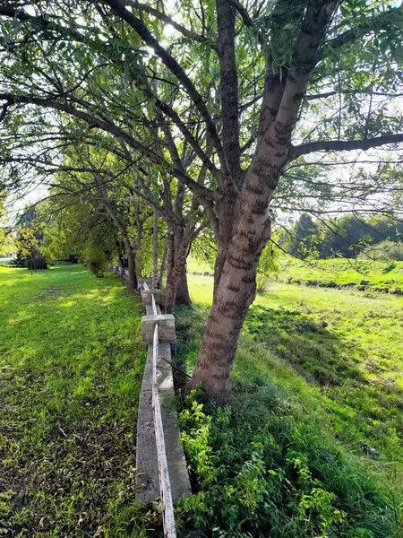 Bu fotoğraf, sakin bir park ortamındaki taş ve metal çitler boyunca dizilmiş uzun ağaçların sakin bir sahnesini yakalar. Yaprakların arasından süzülen yemyeşil çimenler ve güneş ışığı rahatlatıcı bir atmosfer yaratıyor, doğayı insan yapımı otlarla harmanlıyor.