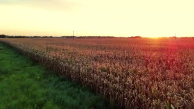Batan güneşin altın ışığıyla aydınlatılan güzel bir mısır tarlası, kırsal yaşamın özünü yakalıyor ve huzurlu bir arazide hasat mevsiminde doğanın huzurunu yakalıyor.