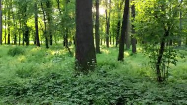 Uzun ağaçların arasından süzülen güneş ışığının yemyeşil yaprakların üzerine yumuşak gölgeler bıraktığı huzurlu bir orman manzarası. Bu görüntü doğanın sükunetini ve el değmemiş güzelliğini yakalar.