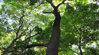 Parlak yeşil bir gölgeliği olan yüksek ağaçların güzel manzarası. Güneş ışığı yaprakların arasından süzülerek bu bereketli, doğal orman manzarasında sakin ve huzurlu bir atmosfer yaratır.