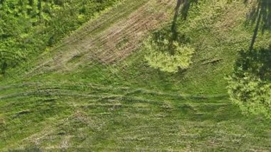 Ağaçların yumuşak gölgeleriyle çimenli bir tarlanın gür dokusunu yakalayan bir hava görüntüsü. Canlı yeşil renkler huzurlu bir doğal ortamı temsil ediyor..