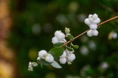 Yaban mersinli dallar, yakın plan, yeşil arka plan