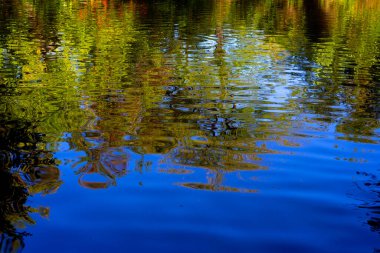 Bir sonbahar ormanının gölündeki yansımalar