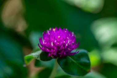Gomphrena globosa 'nın detaylı bir makro görüntüsü, veya küresel amaranth, canlı mor çiçek yaprakları ve karmaşık dokuları vurguluyor..