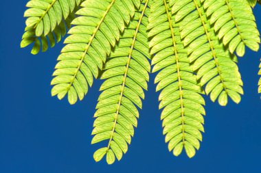 Close-up shot revealing intricate details and textures of mimosa leaves, perfect for nature and botanical backgrounds. clipart