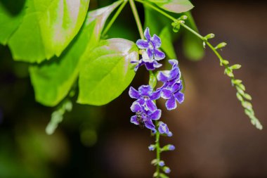 Büyüleyici bir mor çiçek yaprağı görüntüsü. Karmaşık dokularını ve zengin renklerini gözler önüne seriyor..