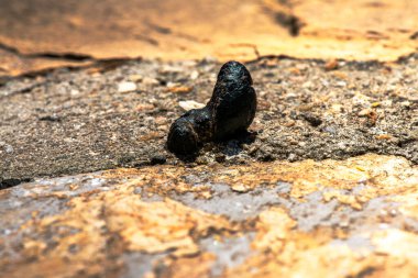 Küçük hayvan dışkılarının detaylı makro görüntüsü. Karmaşık dokuyu ve organik maddeyi yakalıyor.. 