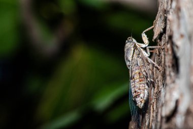 Ağaç kabuğuna kusursuz bir şekilde karışan ağustos böceğinin büyüleyici makro fotoğrafı inanılmaz doğal kamuflajını gözler önüne seriyor..