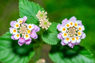  Lantana Camara 'nın canlı kümelerini gösteren ayrıntılı makro fotoğraf (Yaygın Lantana, Kırmızı Bilge, Sarı Bilge).