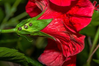 Bir Çin gülü üzerinde böceklerin karmaşık detaylarını yakalayan çarpıcı bir makro fotoğraf (Hibiscus rosa-sinensis).