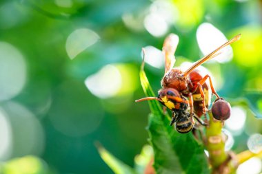 Dramatik bir makro fotoğraf, bir eşekarısının doğadaki bir arıyı avladığı bu vahşi etkileşimin canlı detaylarını ve renklerini yakaladığı yoğun anı gösteriyor..