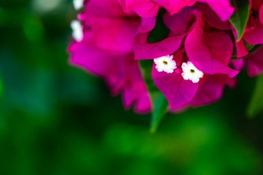 Göz kamaştırıcı bir makro fotoğraf begonvil çiçeğinin canlı pembe taç yapraklarını sergiliyor. Parlak, güneşli havanın tadını çıkarıyor. Karmaşık detaylar gün ışığıyla vurgulanıyor..