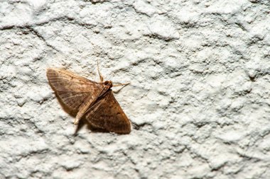 Beyaz bir duvarda duran bir güvenin narin detaylarını yakalayan makro bir fotoğraf. Karmaşık desenlerini ve dokularını minimalist bir ortamda vurguluyor..