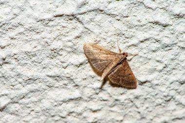 Beyaz bir duvarda duran bir güvenin narin detaylarını yakalayan makro bir fotoğraf. Karmaşık desenlerini ve dokularını minimalist bir ortamda vurguluyor..