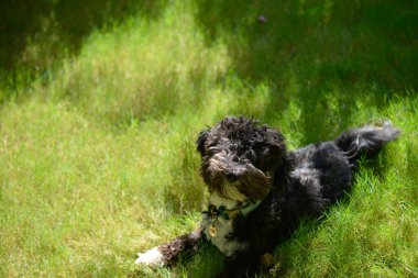 Tapılası siyah bir Maltipoo yavrusu yemyeşil çimlerde neşeyle oynuyor, bu tüylü, genç yoldaşın neşeli ve neşeli doğasını yakalıyor..