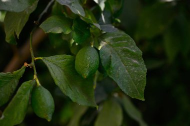 Limon ağacından sarkan yeşil limonların yakın plan görüntüsü, yemyeşil yapraklarla çevrili, meyve gelişiminin ilk aşamalarını sergiliyor..