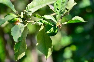 Limon ağacından sarkan yeşil limonların yakın plan görüntüsü, yemyeşil yapraklarla çevrili, meyve gelişiminin ilk aşamalarını sergiliyor..