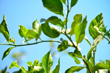 Limon ağacından sarkan yeşil limonların yakın plan görüntüsü, yemyeşil yapraklarla çevrili, meyve gelişiminin ilk aşamalarını sergiliyor..