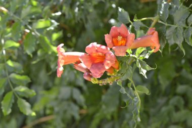 Çarpıcı bir makro fotoğraf, doğal güzelliğini ve narin yapısını gözler önüne seren, trompet sarmaşığının (kampüs radyanları) karmaşık detaylarını ve canlı renklerini yakalar..