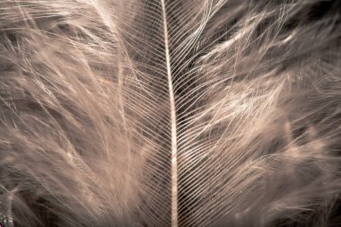 Beyaz tüyün narin ve karmaşık detaylarını yakalayan bir makro fotoğraf pürüzsüz dokusu ve doğal zarafetini gözler önüne seriyor..