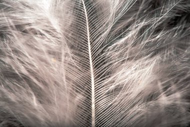 Beyaz tüyün narin ve karmaşık detaylarını yakalayan bir makro fotoğraf pürüzsüz dokusu ve doğal zarafetini gözler önüne seriyor..
