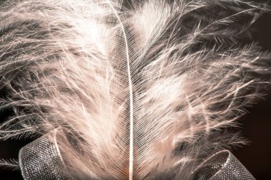 Beyaz tüyün narin ve karmaşık detaylarını yakalayan bir makro fotoğraf pürüzsüz dokusu ve doğal zarafetini gözler önüne seriyor..