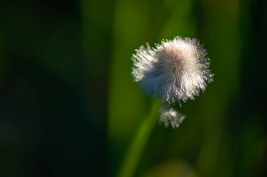 A macro photo capturing the delicate and intricate details of dandelion seeds poised to fly, showcasing their natural beauty and fragile structure. clipart