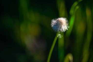 A macro photo capturing the delicate and intricate details of dandelion seeds poised to fly, showcasing their natural beauty and fragile structure. clipart