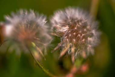 A macro photo capturing the delicate and intricate details of dandelion seeds poised to fly, showcasing their natural beauty and fragile structure.