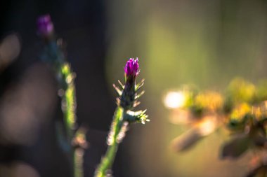 Pembe mor bir çiçeğin narin detaylarını yakalayan bir makro fotoğraf canlı rengini ve doğal güzelliğini gözler önüne seriyor..