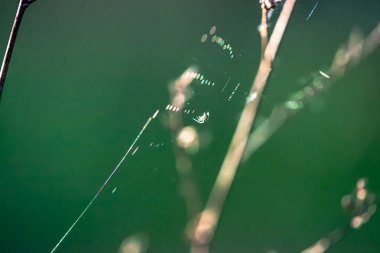 Örümcek ağındaki küçük örümceğin karmaşık detaylarını yakalayan makro bir fotoğraf örümceğin ipeklerinin narin güzelliğini ve karmaşıklığını vurguluyor..