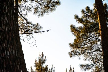 Corvus (karga) silueti ile bir çam ağacı ormanının huzurlu bir fotoğrafı, ormanlık çevrenin huzurlu güzelliğini ve yemyeşil görüntüsünü yakalıyor..