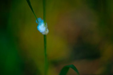 A macro photo capturing the intricate details of foam nestled between green plant branches, highlighting the delicate interaction of moisture and foliage. clipart