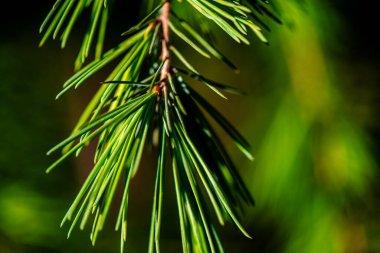 Çam yapraklarının karmaşık detaylarını ve dokusunu gösteren, yemyeşil ve doğal güzelliklerini gösteren makro bir fotoğraf..