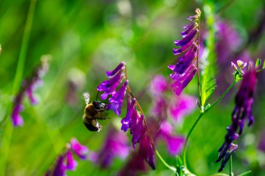 Canlı mor bir çiçekte bir Bombus arısının karmaşık detaylarını yakalayan makro bir fotoğraf bulanık dokusunu ve doğanın güzelliğini gözler önüne seriyor..