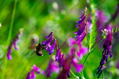Canlı mor bir çiçekte bir Bombus arısının karmaşık detaylarını yakalayan makro bir fotoğraf bulanık dokusunu ve doğanın güzelliğini gözler önüne seriyor..