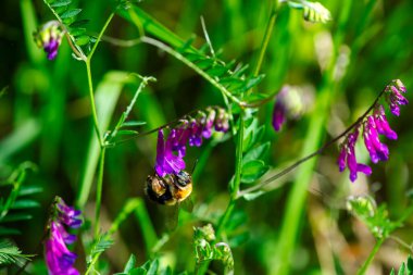 Canlı mor bir çiçekte bir Bombus arısının karmaşık detaylarını yakalayan makro bir fotoğraf bulanık dokusunu ve doğanın güzelliğini gözler önüne seriyor..