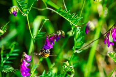 Canlı mor bir çiçekte bir Bombus arısının karmaşık detaylarını yakalayan makro bir fotoğraf bulanık dokusunu ve doğanın güzelliğini gözler önüne seriyor..