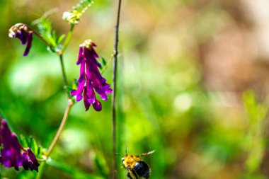 Canlı mor bir çiçekte bir Bombus arısının karmaşık detaylarını yakalayan makro bir fotoğraf bulanık dokusunu ve doğanın güzelliğini gözler önüne seriyor..