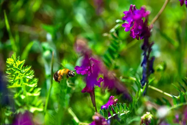 Canlı mor bir çiçekte bir Bombus arısının karmaşık detaylarını yakalayan makro bir fotoğraf bulanık dokusunu ve doğanın güzelliğini gözler önüne seriyor..