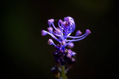 Mor çiçek filizlerinin karmaşık detaylarını ve canlı rengini gösteren makro bir fotoğraf doğanın başlangıcının narin güzelliğini gözler önüne seriyor..