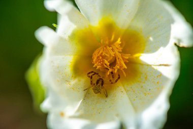 Örümcek türü Thomisus onustus 'un karmaşık detaylarını gösteren makro bir fotoğraf, beyaz bir çiçekte kamufle edilmiş, doğanın güzelliğini ve karmaşıklığını gözler önüne seriyor..