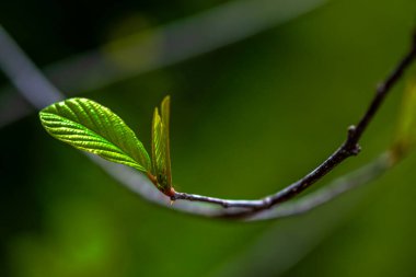 İnce bir ağaç dalında canlı yeşil yaprakları yakalayan detaylı bir makro fotoğraf doğanın karmaşık güzelliğini gözler önüne seriyor..