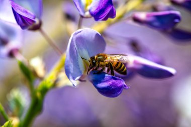 Detaylı bir makro fotoğraf canlı bir Wisteria Sinensis (Çin salkımı) çiçeğinden nektar alan bir arı yakalamak, karmaşık doğal güzellikler sergiliyor.