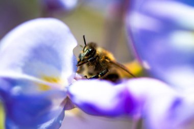 Detaylı bir makro fotoğraf canlı bir Wisteria Sinensis (Çin salkımı) çiçeğinden nektar alan bir arı yakalamak, karmaşık doğal güzellikler sergiliyor.