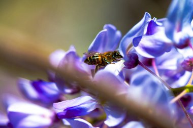 Detaylı bir makro fotoğraf canlı bir Wisteria Sinensis (Çin salkımı) çiçeğinden nektar alan bir arı yakalamak, karmaşık doğal güzellikler sergiliyor.