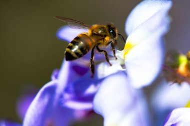 Detaylı bir makro fotoğraf canlı bir Wisteria Sinensis (Çin salkımı) çiçeğinden nektar alan bir arı yakalamak, karmaşık doğal güzellikler sergiliyor.