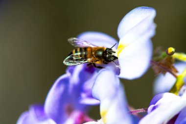 Detaylı bir makro fotoğraf canlı bir Wisteria Sinensis (Çin salkımı) çiçeğinden nektar alan bir arı yakalamak, karmaşık doğal güzellikler sergiliyor.